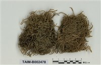 藏品(棉苔屬)的圖片